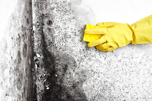 Asbestos and Lead Testing During Mold Inspection in Earlimart, CA